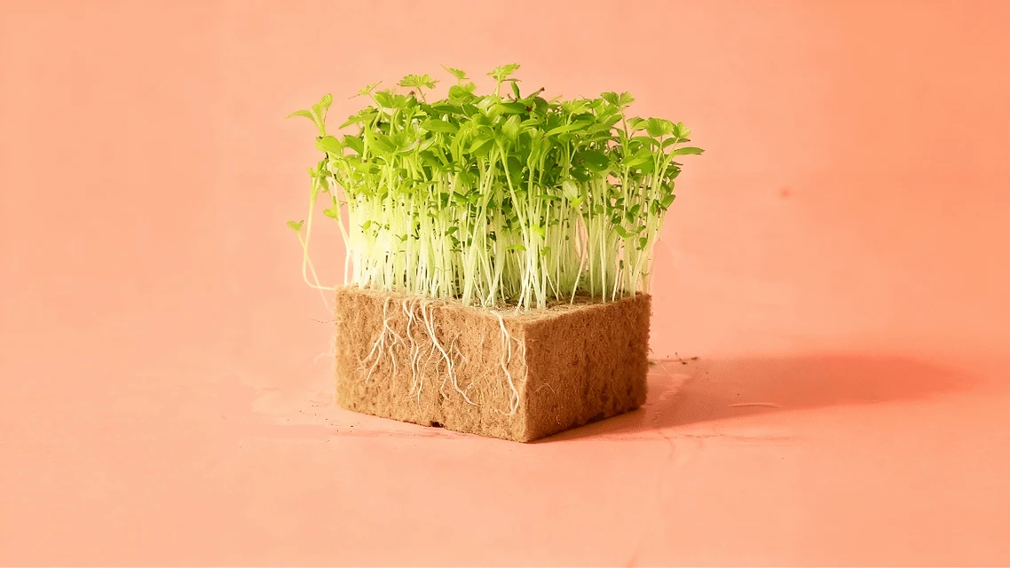 Celery Leafly
